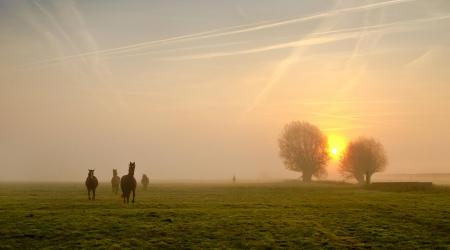 gemeente Lummen